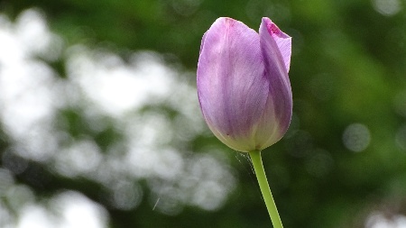tulip